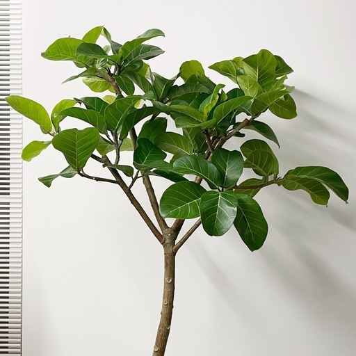 観葉植物 アフリカンプリンス