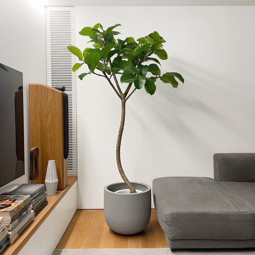 観葉植物 アフリカンプリンス