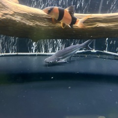 早い者勝ち　3匹セット売りの画像