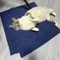 お母さん猫ちゃん