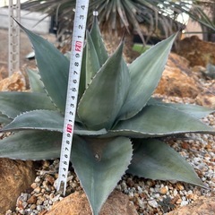 オバティフォリア　アガベの画像