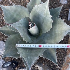 オバティフォリア　フロスティブルー　アガベの画像