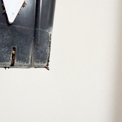 オペルクリカリア　パキプスの画像