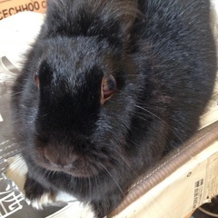 うさぎのゲージ、ウサギのゲージ