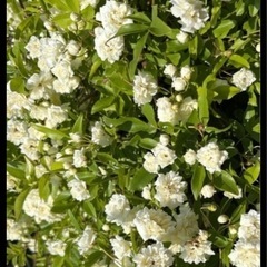 モッコウバラ　白　苗木　1本の画像