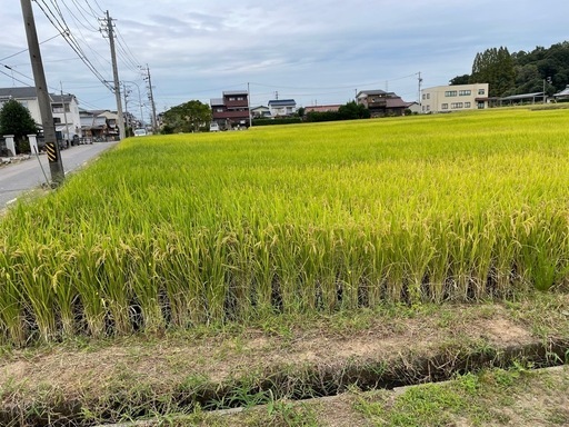 お米(あいちのかおりなど)残りわずか