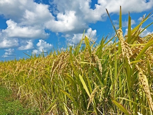 ?令和7年産❗️はれわたり玄米30キロ? 