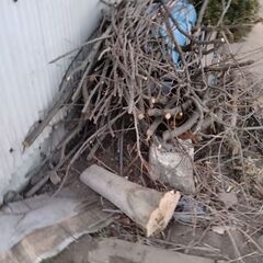 6mの樫の木伐採しました  薪用にの画像