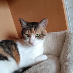 今まで長年保護猫活動を行ってきました。体調を崩して面倒を見るのが...