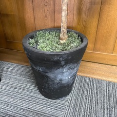 ✨観葉植物 パキラ✨ 存在感◎｜葉ツヤ良好｜インテリア映えグリーンの画像