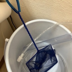 金魚　5匹　水槽付き　網や掃除セットもお付けするので全て差し上げますの画像