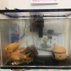 金魚　5匹　水槽付き　網や掃除セットもお付けするので全て差し上げますの画像