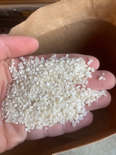 【受け渡し予定】令和7年度新米　中米　コシヒカリ　精米済14kg