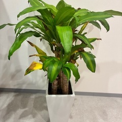 ドラセナ🌿.∘の画像