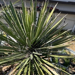 ☆ユッカフィリフェラ☆の画像