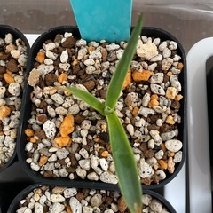 オバティフォリア　モビーの画像