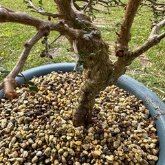 オペルクリカリア　パキプス　根挿しの画像