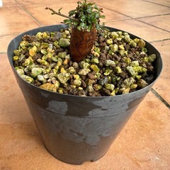 オペルクリカリアパキプス根挿し④の画像