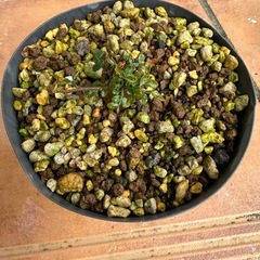 オペルクリカリアパキプス根挿し④の画像