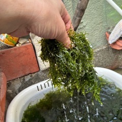 ウィローモスの画像