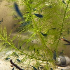 ブルーシュリンプ、1匹〜の画像