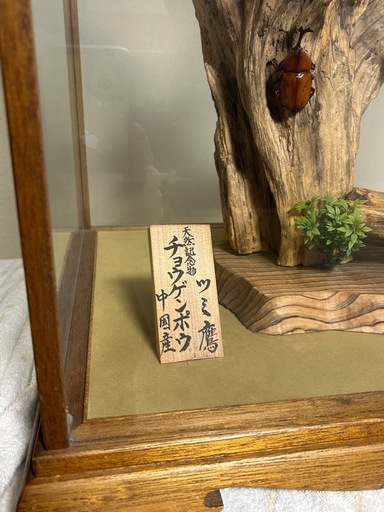チョウゲンボウ,ツミ剥製