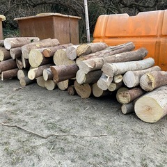 伐採丸太　暖炉　焚き木に　無料　03の画像