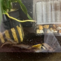 ビーシュリンプ ブルーシュリンプ  水槽 セットの画像