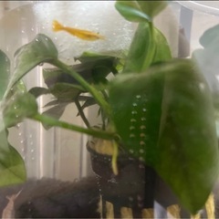 ビーシュリンプ ブルーシュリンプ  水槽 セットの画像