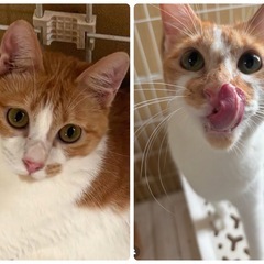 1/28(水)都内:保護猫譲渡会では珍しい平日開催です！