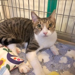 1/28(水)都内:保護猫譲渡会では珍しい平日開催です！ - 里親募集