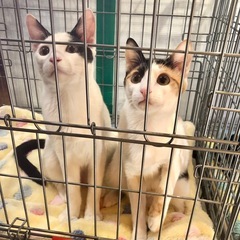 1/28(水)都内:保護猫譲渡会では珍しい平日開催です！ − 東京都