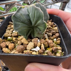 ランポー玉の画像