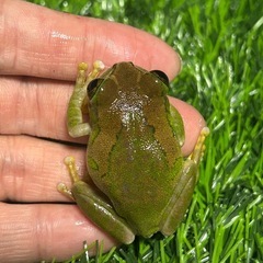 ムシクイオオクサガエルの画像