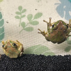 ムシクイオオクサガエルの画像