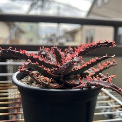 アロエハイブリッド　子株の画像