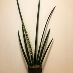 サンセベリア（キリンドリカ）の画像