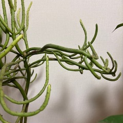 オンコクラータの画像