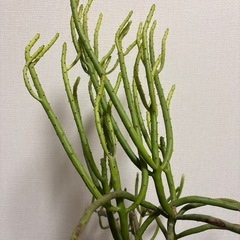 オンコクラータの画像