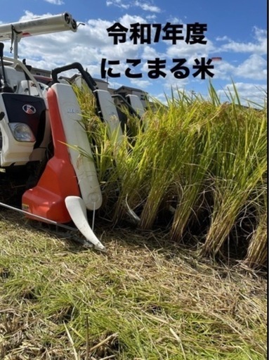 《完売御礼》 2025年「にこまる米」玄米30 kg 色彩選別済み