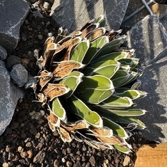 笹雪　パラサナ　セットの画像