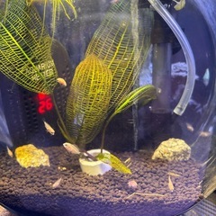 熱帯魚　キャンディパロット　稚魚12匹　何匹でも差し上げます 問い合わせ多数の為一旦受付終了しますの画像