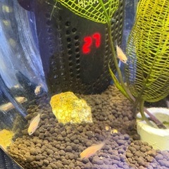 熱帯魚　キャンディパロット　稚魚12匹　何匹でも差し上げます 問い合わせ多数の為一旦受付終了しますの画像