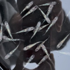 めだか(白ぶちラメ)1ペアの画像