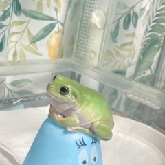 イエアメガエルの画像