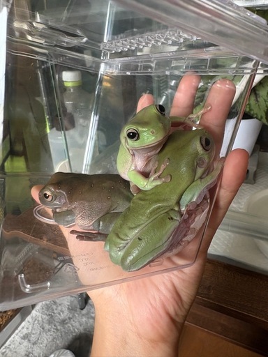 イエアメガエル