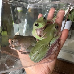 イエアメガエルの画像