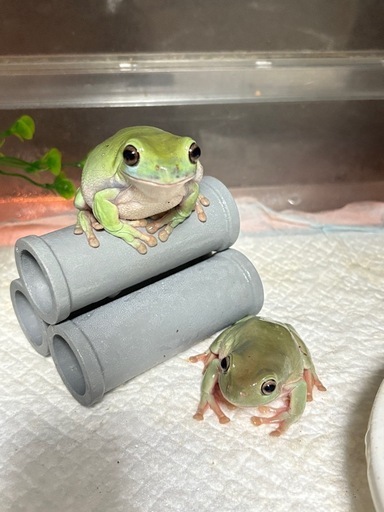 イエアメガエル