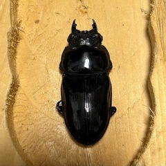 オオクワガタ（久留米産）　
未使用　新成虫ペアの画像