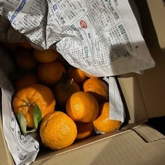 みかん デコポン 大量の画像
